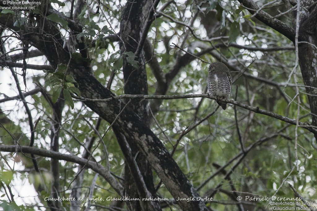 Chevêchette de jungle, identification, habitat