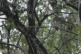 Jungle Owlet