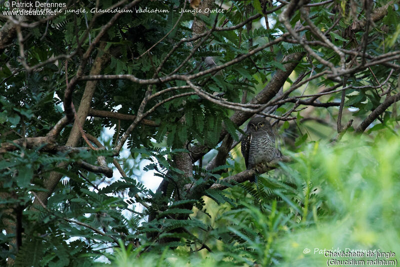 Jungle Owlet, identification, habitat