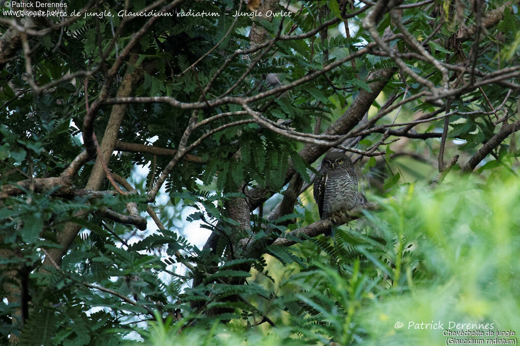 Chevêchette de jungle, identification, habitat