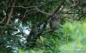 Jungle Owlet