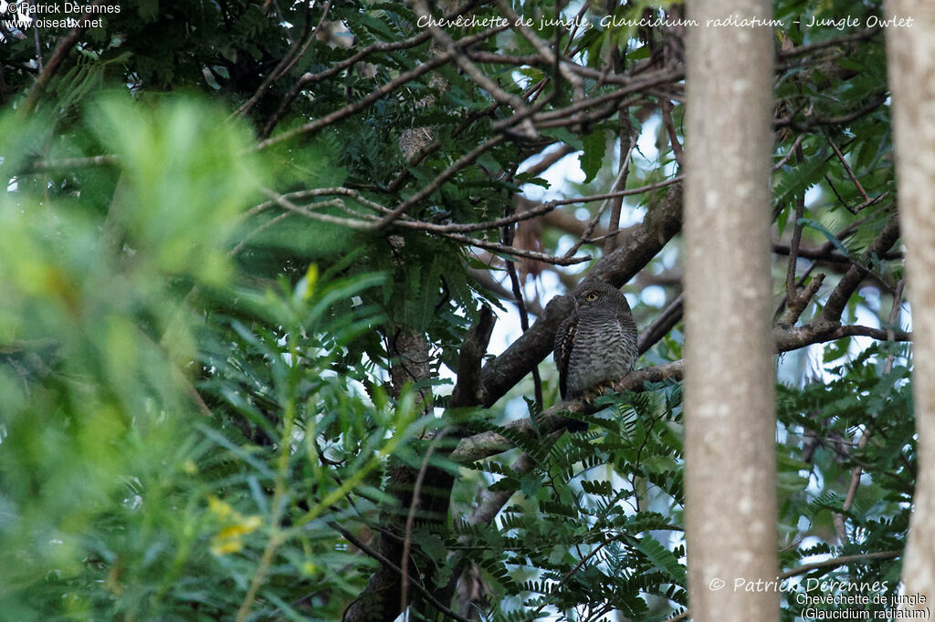 Jungle Owlet, identification, habitat