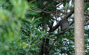 Jungle Owlet