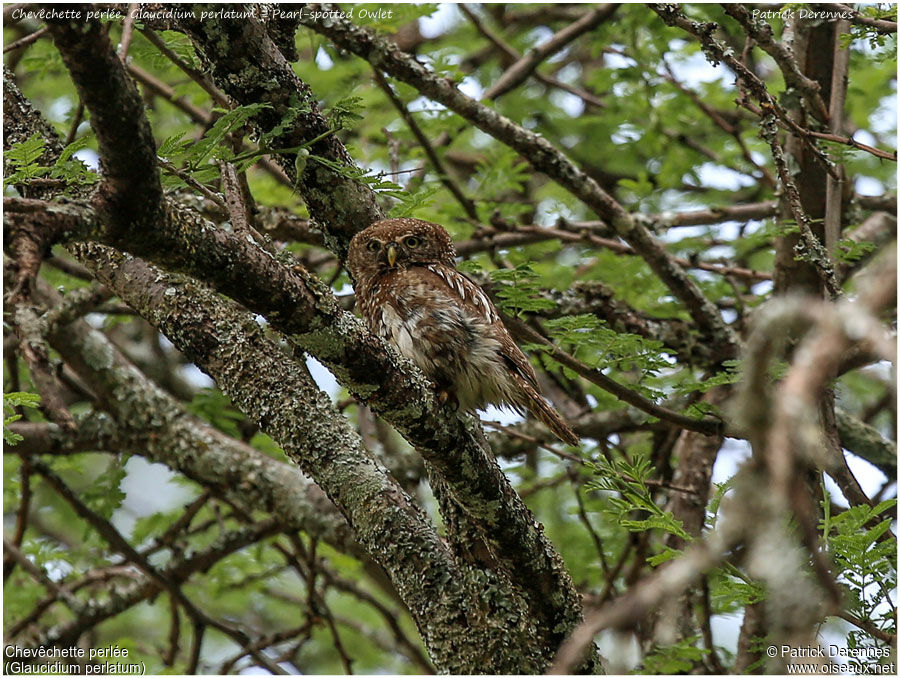 Pearl-spotted Owletadult, identification