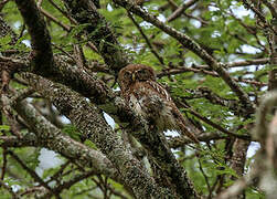 Pearl-spotted Owlet