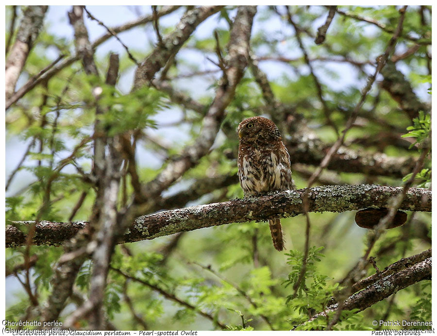 Chevêchette perléeadulte, identification