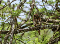 Pearl-spotted Owlet