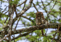 Pearl-spotted Owlet