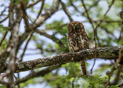 Pearl-spotted Owlet