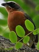 Black-and-rufous Warbling Finch