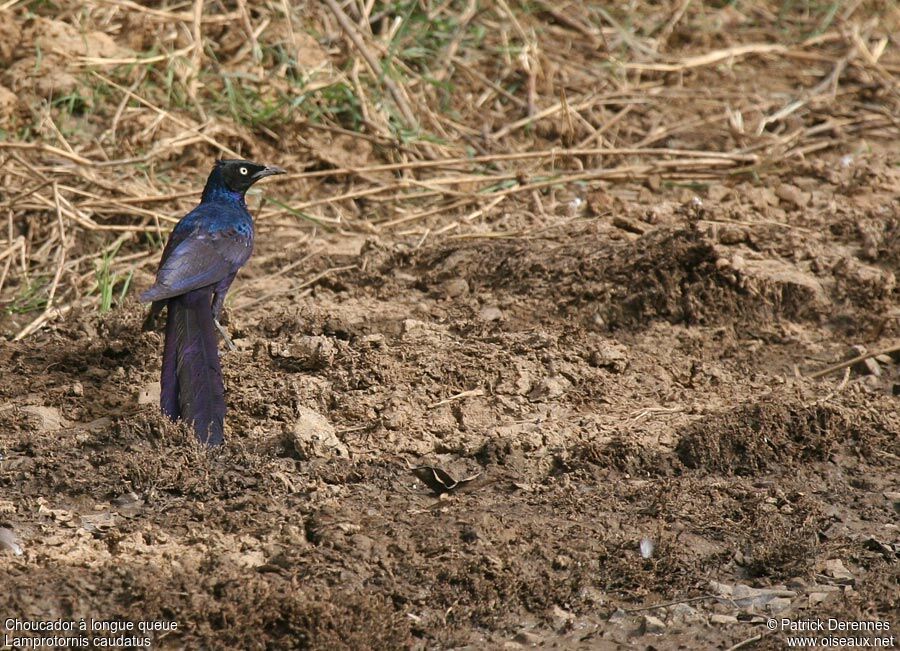 Long-tailed Glossy Starling