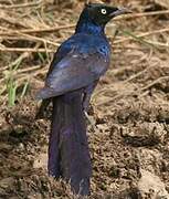 Long-tailed Glossy Starling