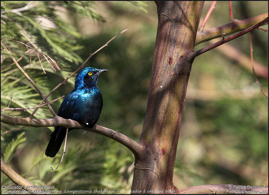 Greater Blue-eared Starling, identification