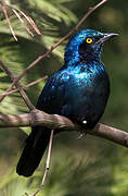 Greater Blue-eared Starling