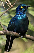 Greater Blue-eared Starling