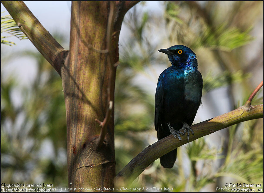 Greater Blue-eared Starling, identification