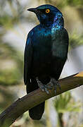 Greater Blue-eared Starling