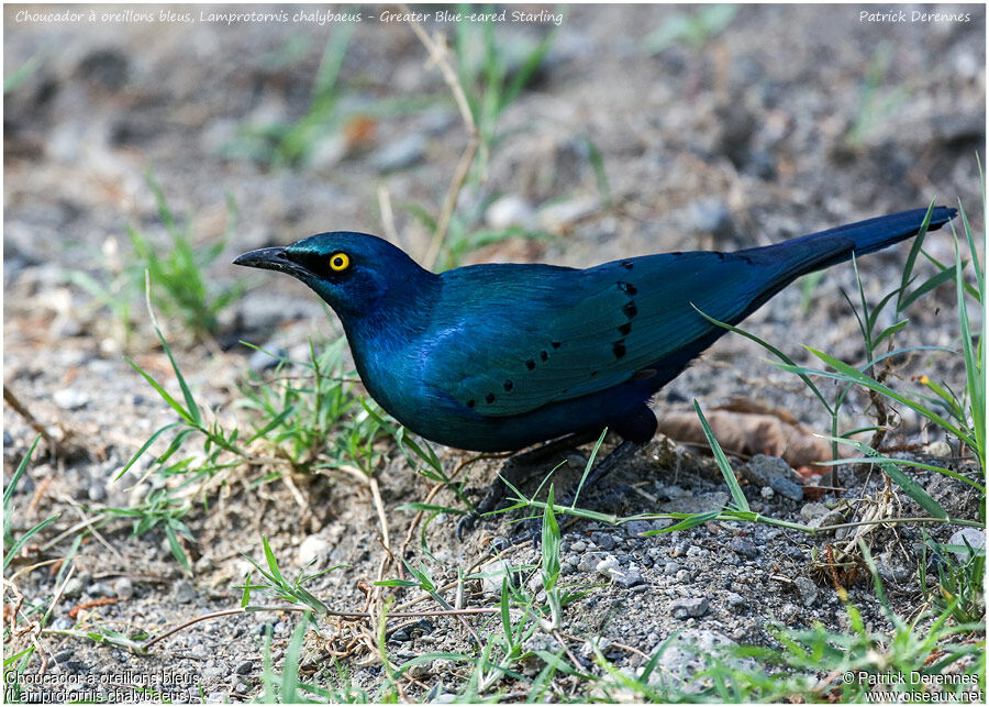 Greater Blue-eared Starlingadult, identification