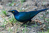 Choucador à oreillons bleus