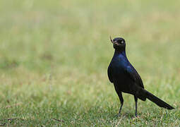 Rüppell's Starling