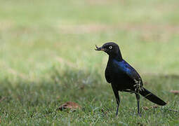 Rüppell's Starling