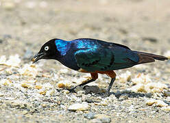 Superb Starling