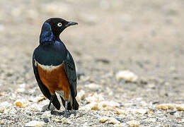 Superb Starling