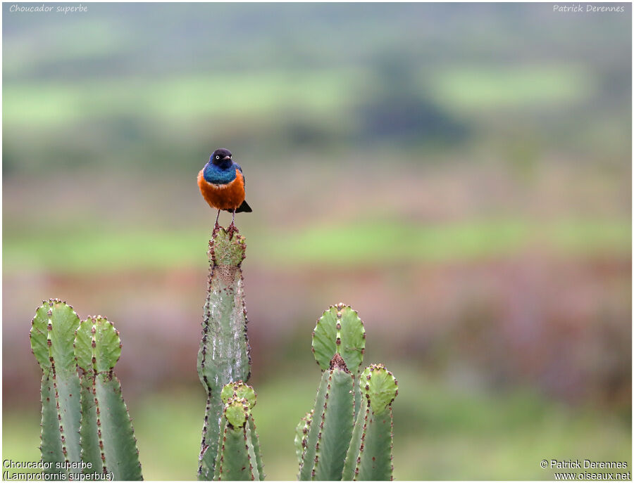 Superb Starlingadult, identification