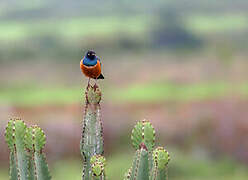 Superb Starling