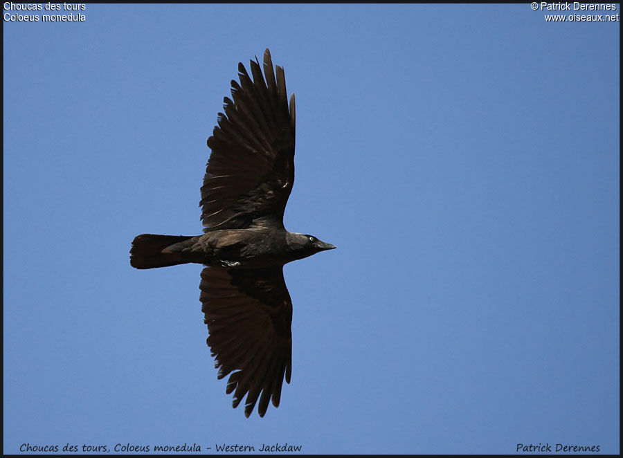 Western Jackdaw, Flight