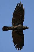 Western Jackdaw