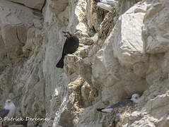 Western Jackdaw