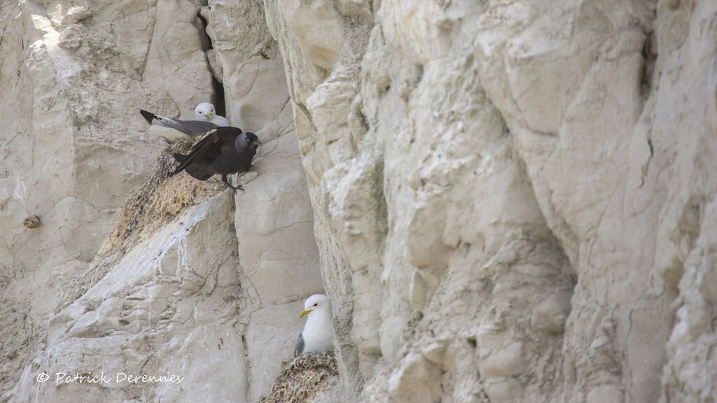 Western Jackdaw, identification