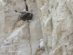 Western Jackdaw