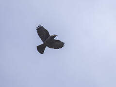 Western Jackdaw