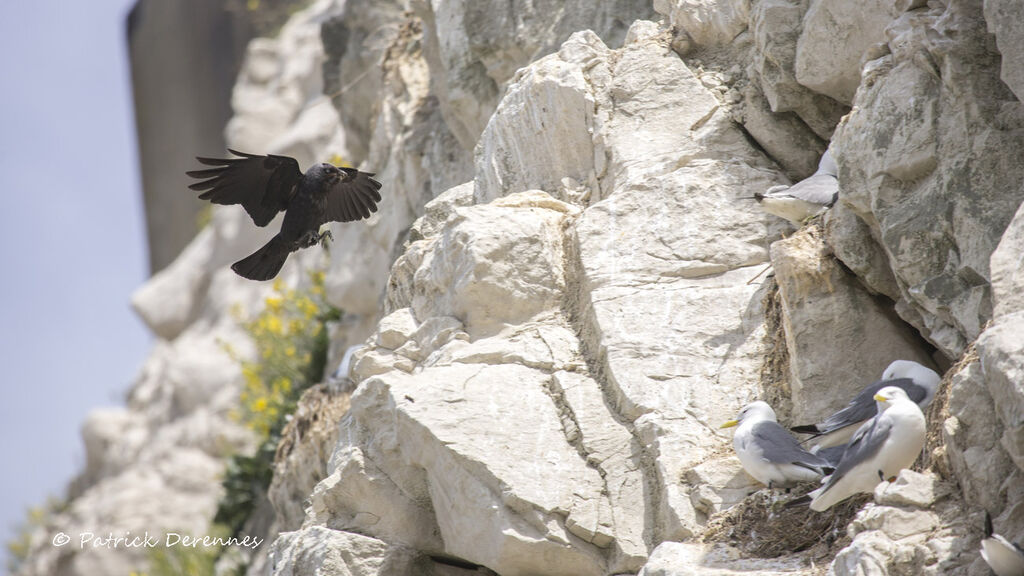 Western Jackdaw, Flight