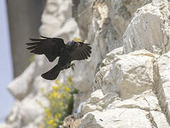 Western Jackdaw