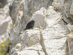 Western Jackdaw