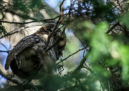 African Wood Owl