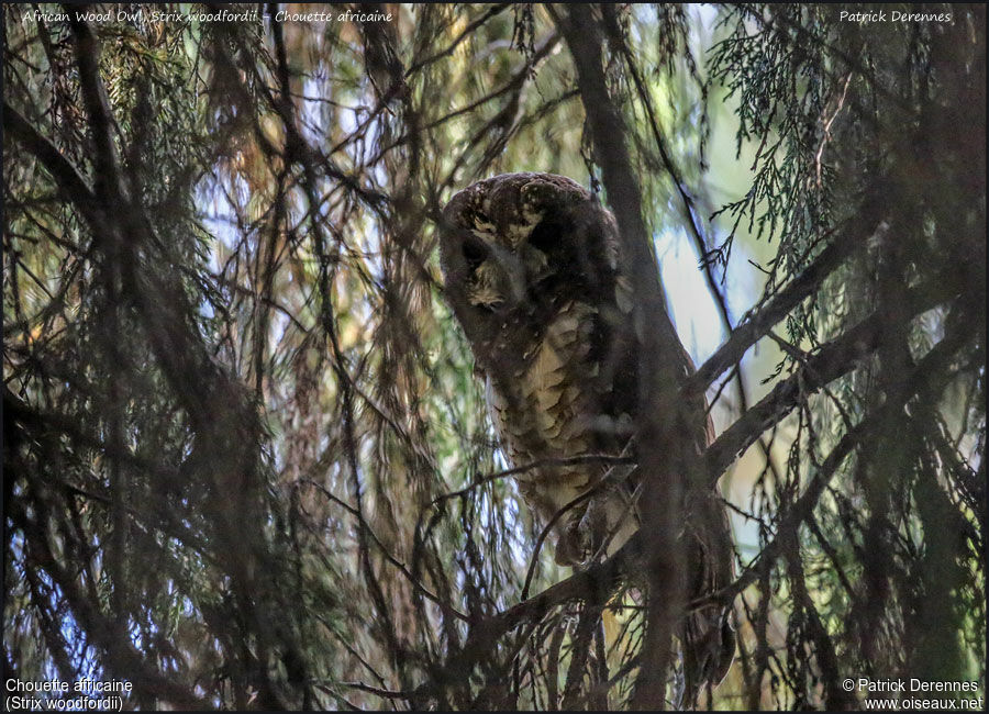 African Wood Owladult, identification