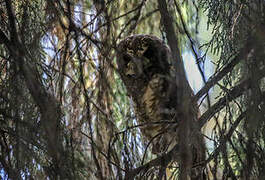 African Wood Owl