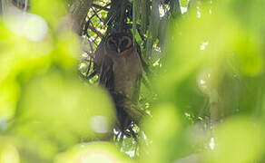 Brown Wood Owl