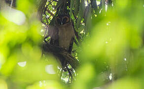 Brown Wood Owl