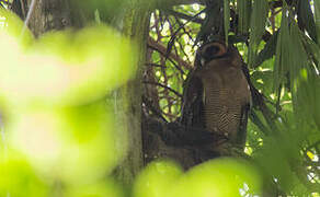 Brown Wood Owl