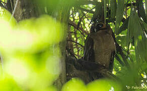 Brown Wood Owl