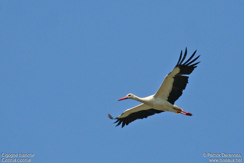 Cigogne blanche