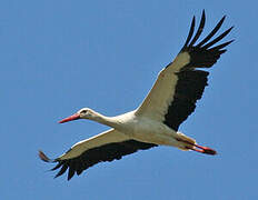 White Stork