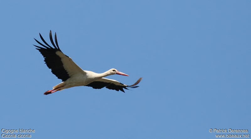 Cigogne blanche