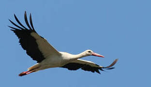 White Stork