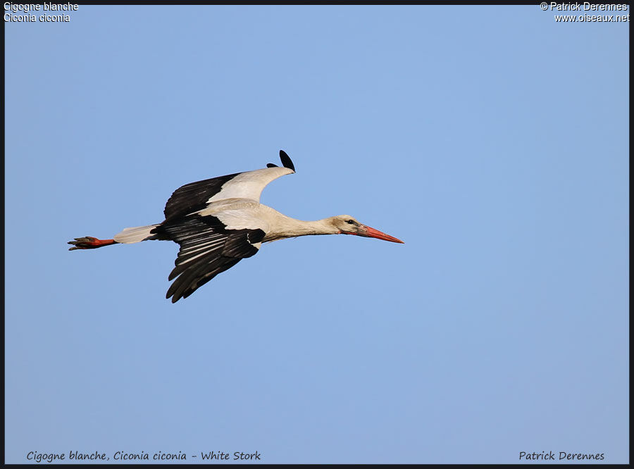 White Stork, Flight